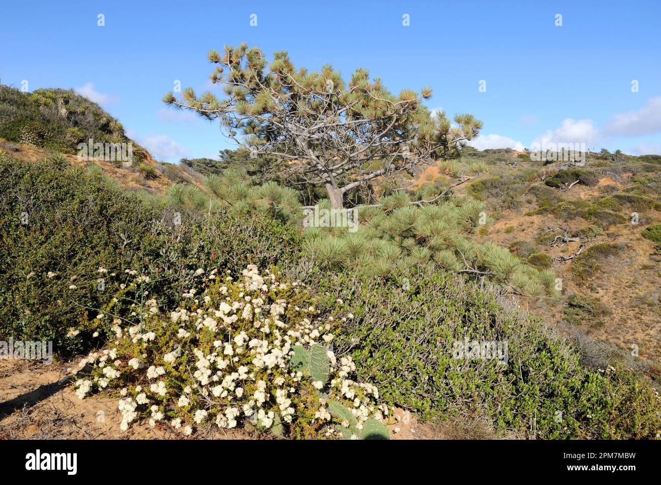El pino Torrey (Pinus torreyana) es un árbol de hoja perenne endémico de la costa de California (San Diego y Santa Bárbara). Esta foto fue tomada en La Jolla, San Foto de stock