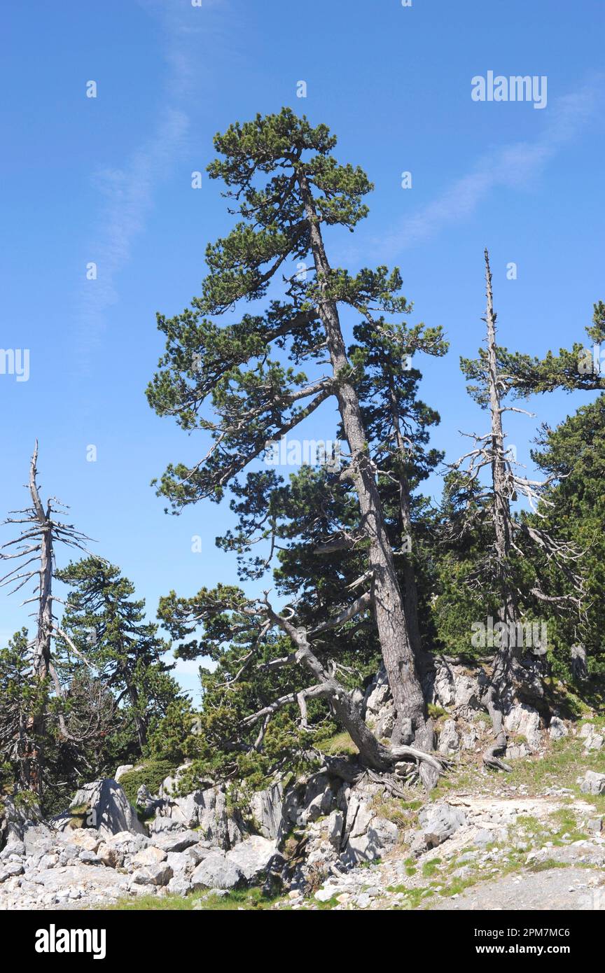 El pino de montaña (Pinus uncinata o Pinus mugo uncinata) es un árbol de hoja perenne nativo de los Pirineos y los Alpes. Esta foto fue tomada en Larra-Belagua Natural Foto de stock