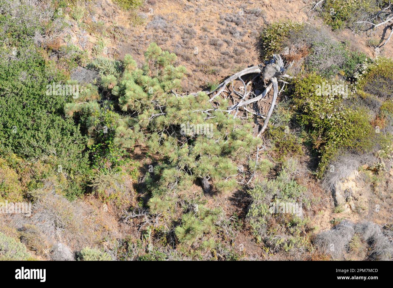 El pino Torrey (Pinus torreyana) es un árbol de hoja perenne endémico de la costa de California (San Diego y Santa Bárbara). Esta foto fue tomada en La Jolla, San Foto de stock