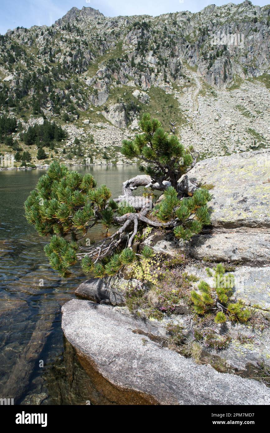 El pino de montaña (Pinus uncinata o Pinus mugo uncinata) es un árbol de hoja perenne nativo de los Pirineos y los Alpes. Esta foto fue tomada en Aiguestortes National Foto de stock