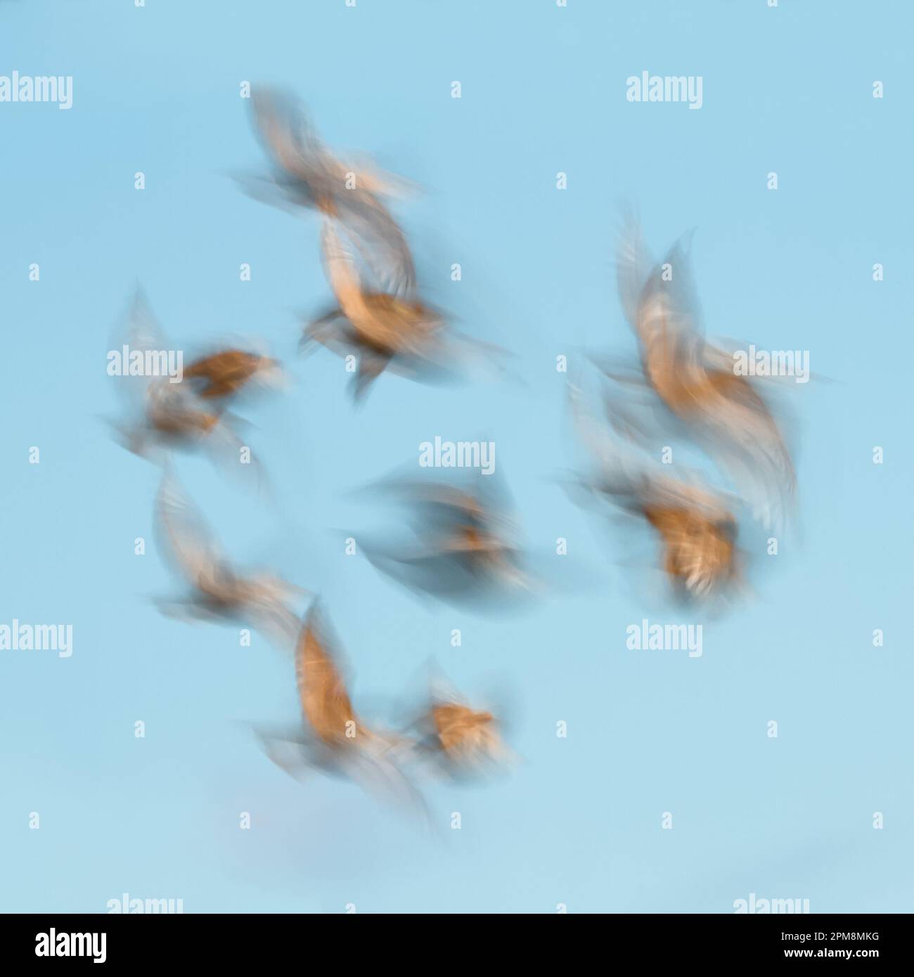 Movimiento desenfoque que muestra el movimiento en vuelo de Una bandada de estorninos comunes, Sturnis vulgaris, contra Un cielo azul, Christchurch, Inglaterra Reino Unido Foto de stock