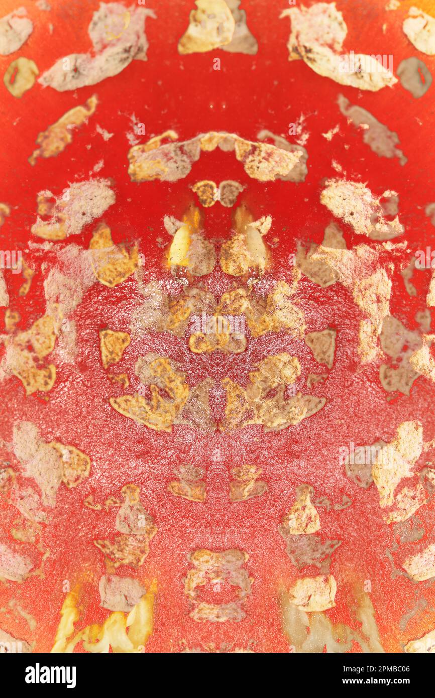 Champiñones amanita muscaria conocida como mosca agárica con sombrero rojo brillante y color vertiendo amanitaceae familia viaje psicodélico volador psicodélico de alta calidad Foto de stock