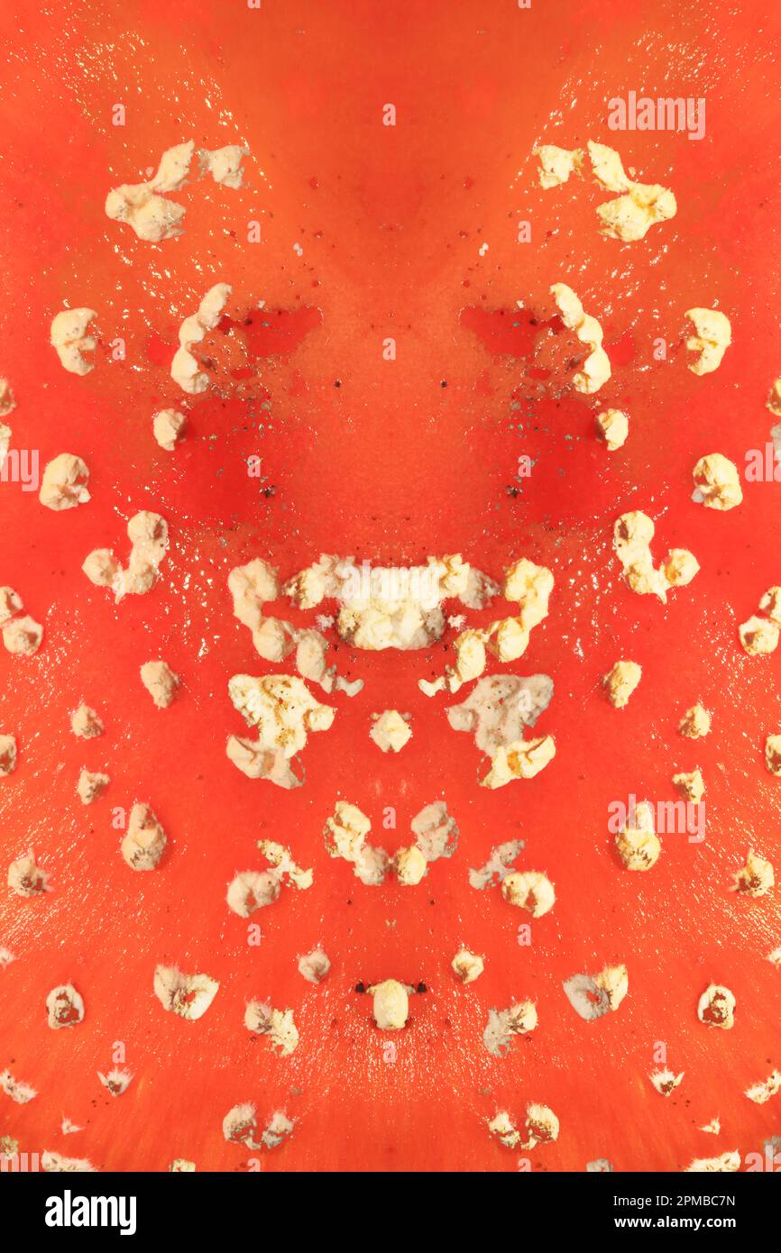Champiñones amanita muscaria conocida como mosca agárica con sombrero rojo brillante y color vertiendo amanitaceae familia viaje psicodélico volador psicodélico de alta calidad Foto de stock