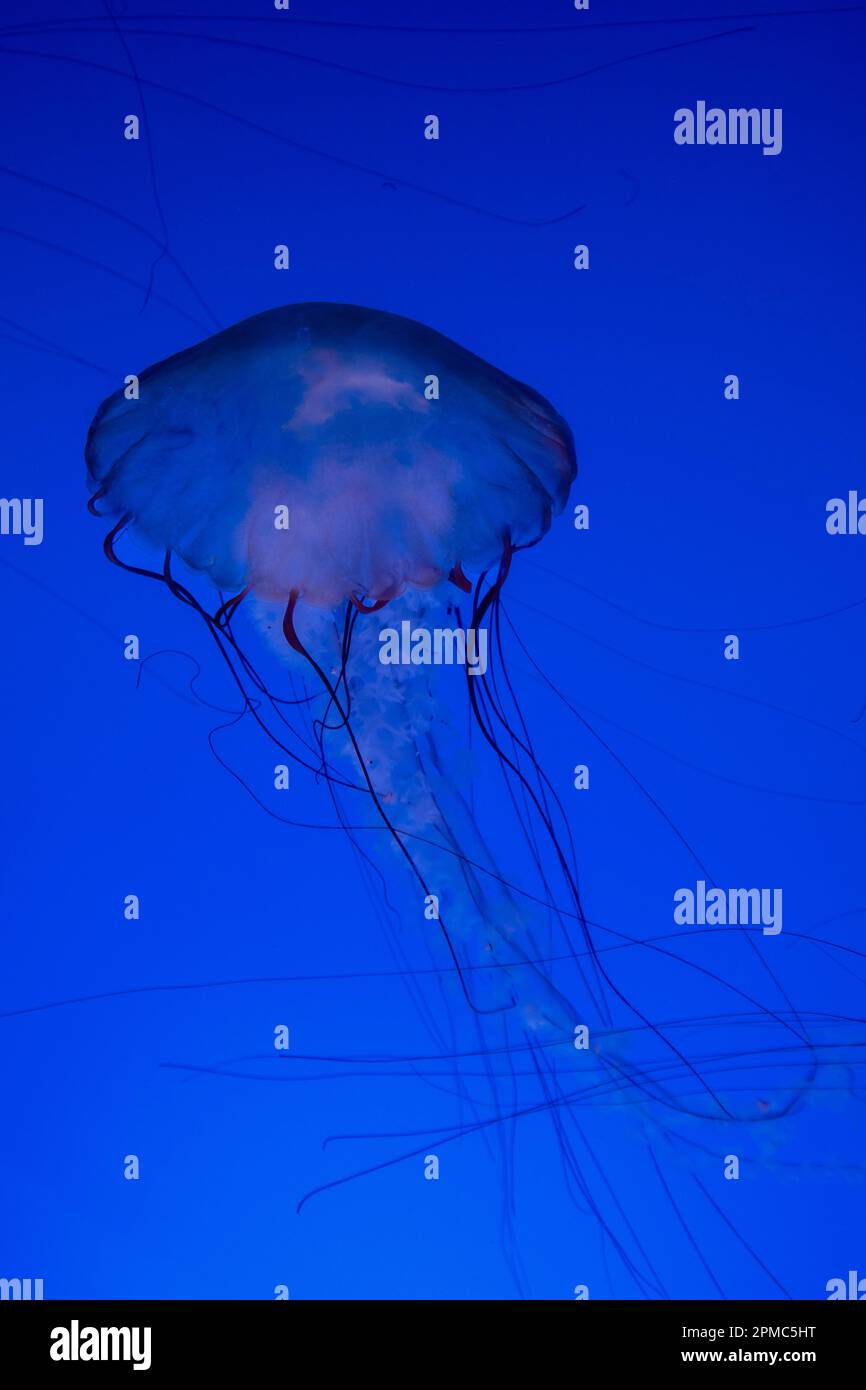 Medusas o ortiga marina del Pacífico flotando en un tanque de acuario iluminado de color azul Foto de stock
