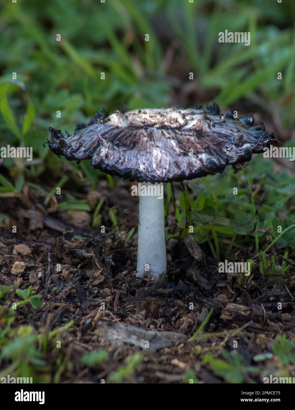 Majestic Shaggy Mane hongo en el bosque. Foto de stock