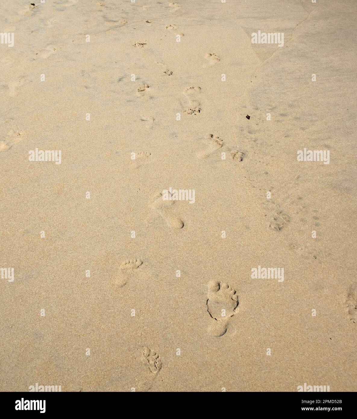 Huellas de un padre y un niño caminando juntos en la playa de arena. Foto de stock