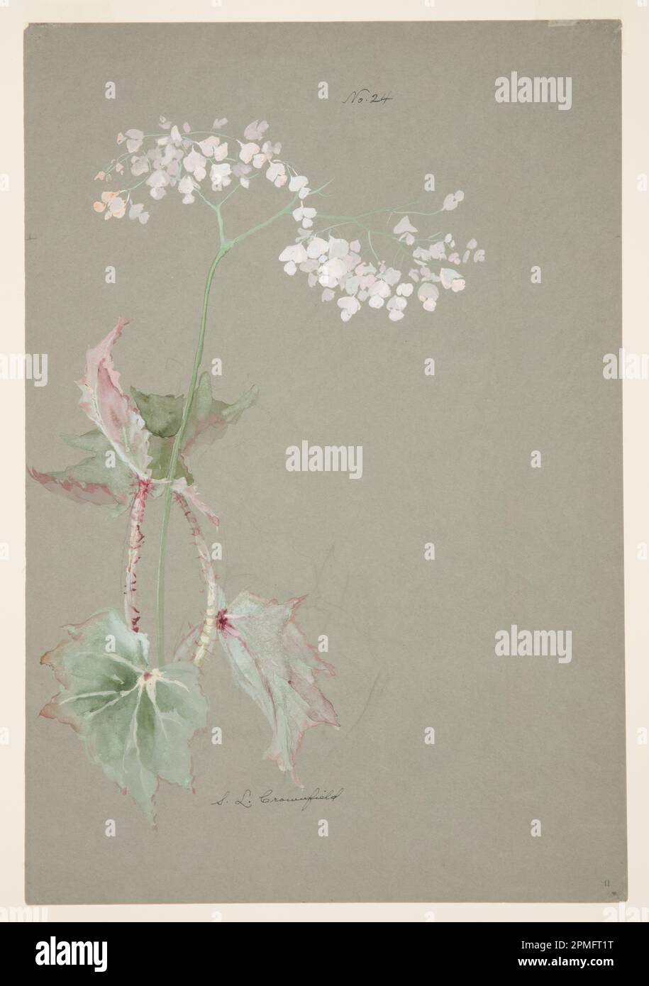 Dibujo, Study of Pink Begonia; diseñado por Sophia L. Crownfield (estadounidense, 1862-1929); EE.UU.; pincel y acuarela, gouache sobre papel gris; 38 x 56 cm (14 15/16 x 22 1/16 pulg.) Alfombrilla: 55,9 cm x 71,1 cm (22 pulg. X 28 pulg.) Foto de stock