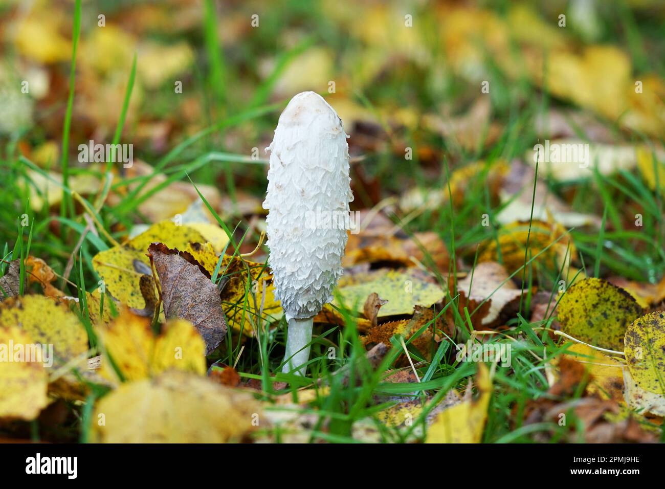 Spargel pilz fotografías e imágenes de alta resolución - Alamy