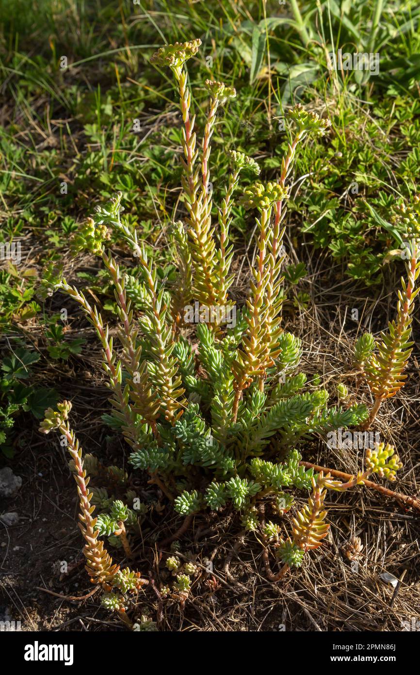 Sedum sediforme, Crassulaceae. Planta salvaje disparada en verano. Foto de stock