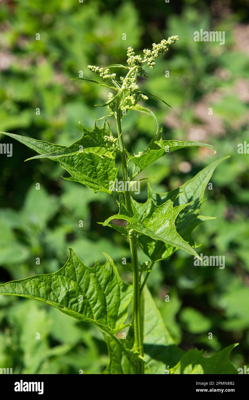 Blitum bonus-henricus, Chenopodium bonus-henricus, Good-king-Henry, Chenopodiaceae. Planta salvaje disparada en verano. Foto de stock