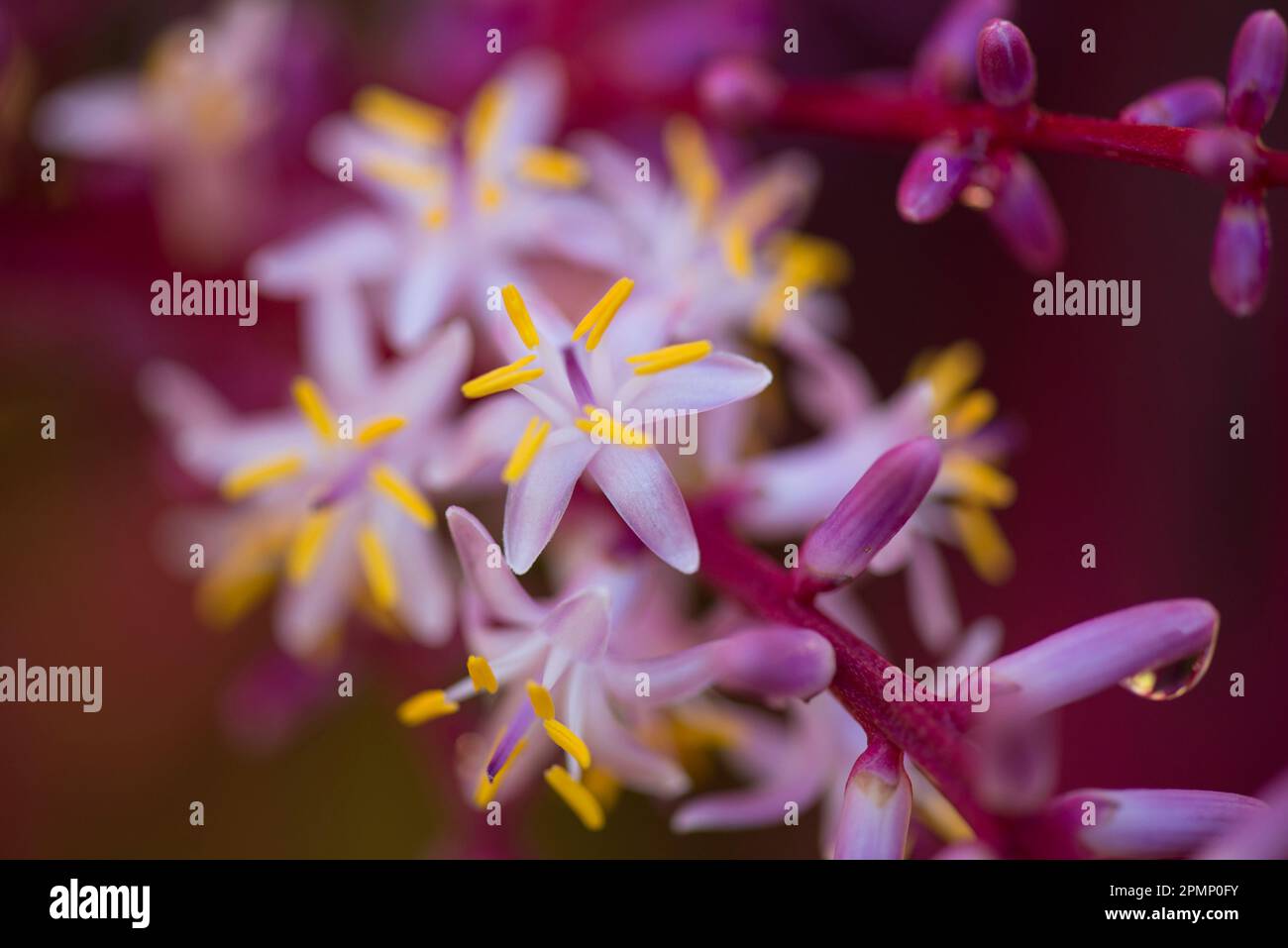 Detalle de flores de Cordyline terminalis Kunth; Costa Rica Foto de stock