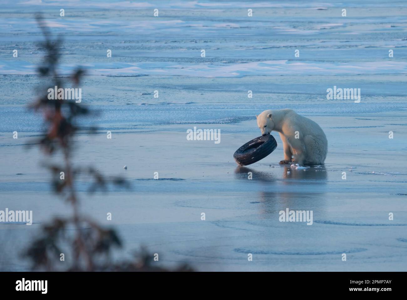 Oso polar (Ursus maritimus) jugando con un neumático en un lago congelado; Churchill, Manitoba, Canadá Foto de stock