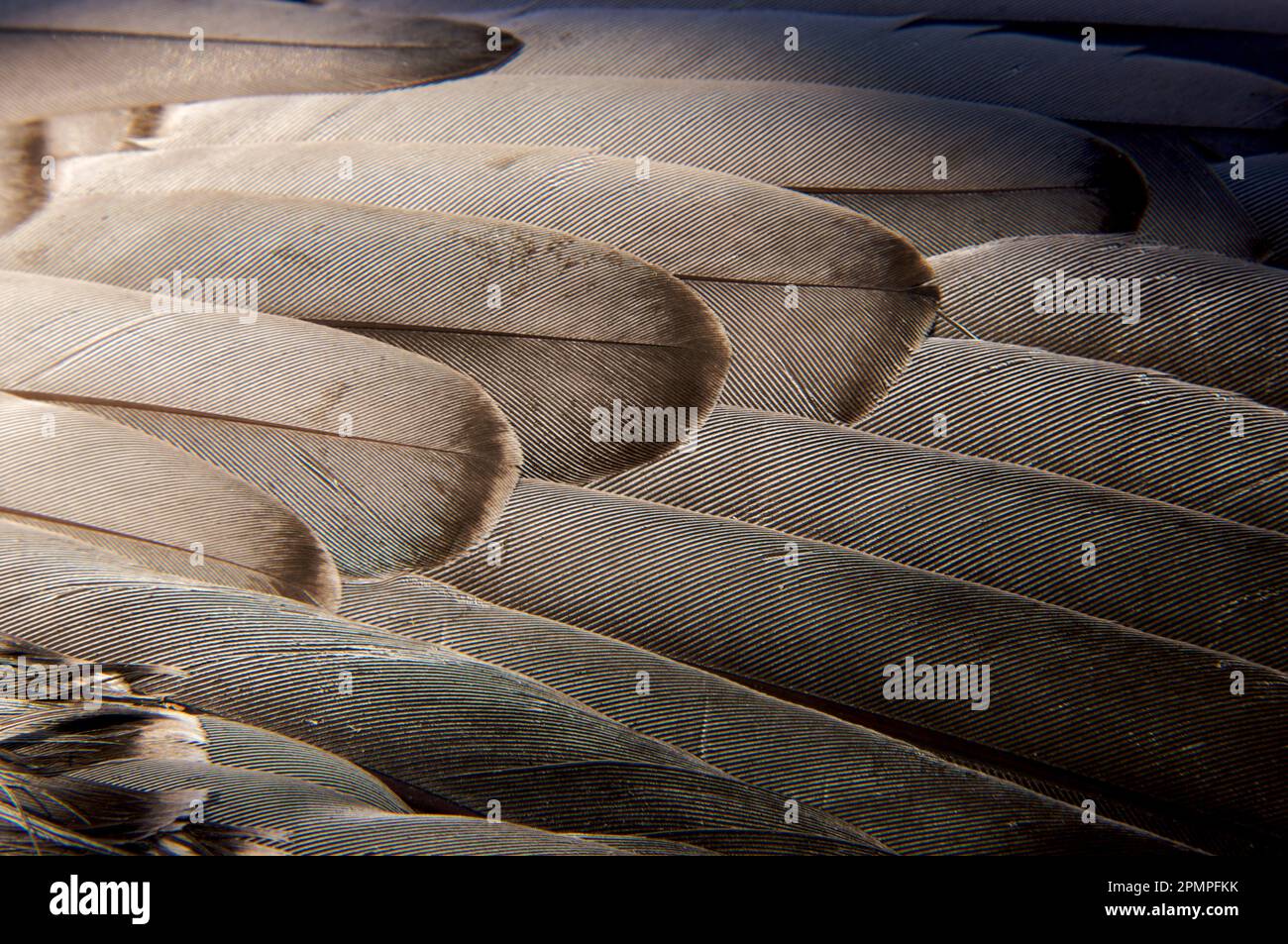 Plumas de pájaro, detalle de primer plano; Archipiélago de Svalbard, Noruega Foto de stock