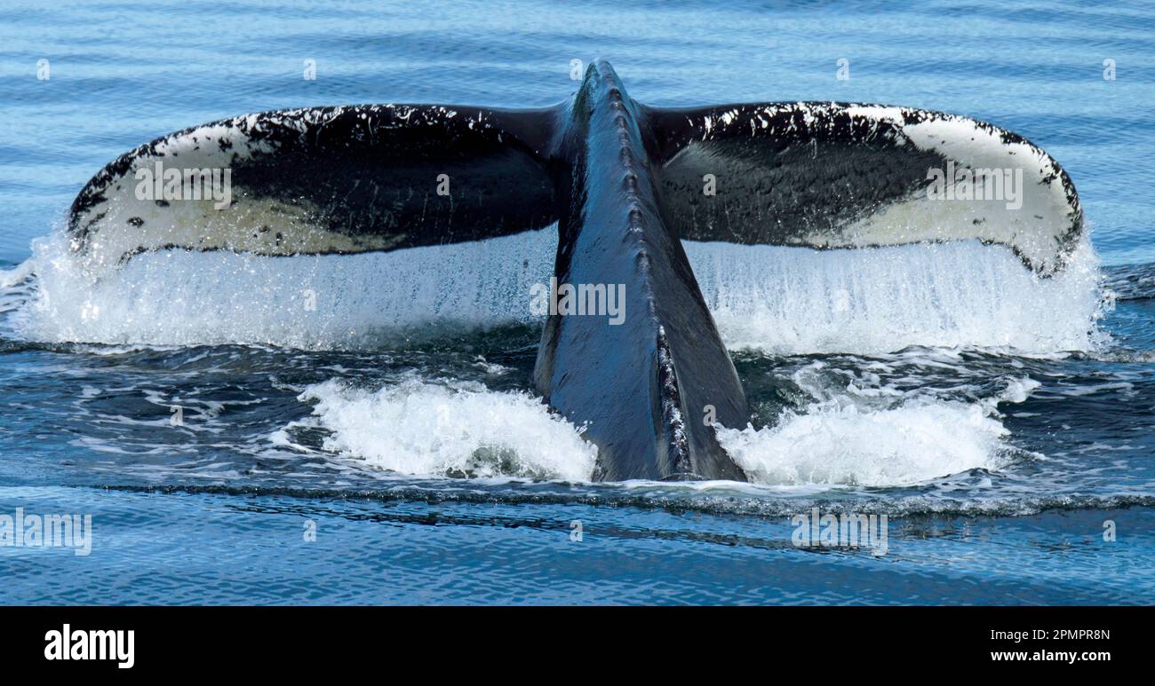 El agua gotea de las colas de una ballena jorobada mientras se sumerge. Foto de stock