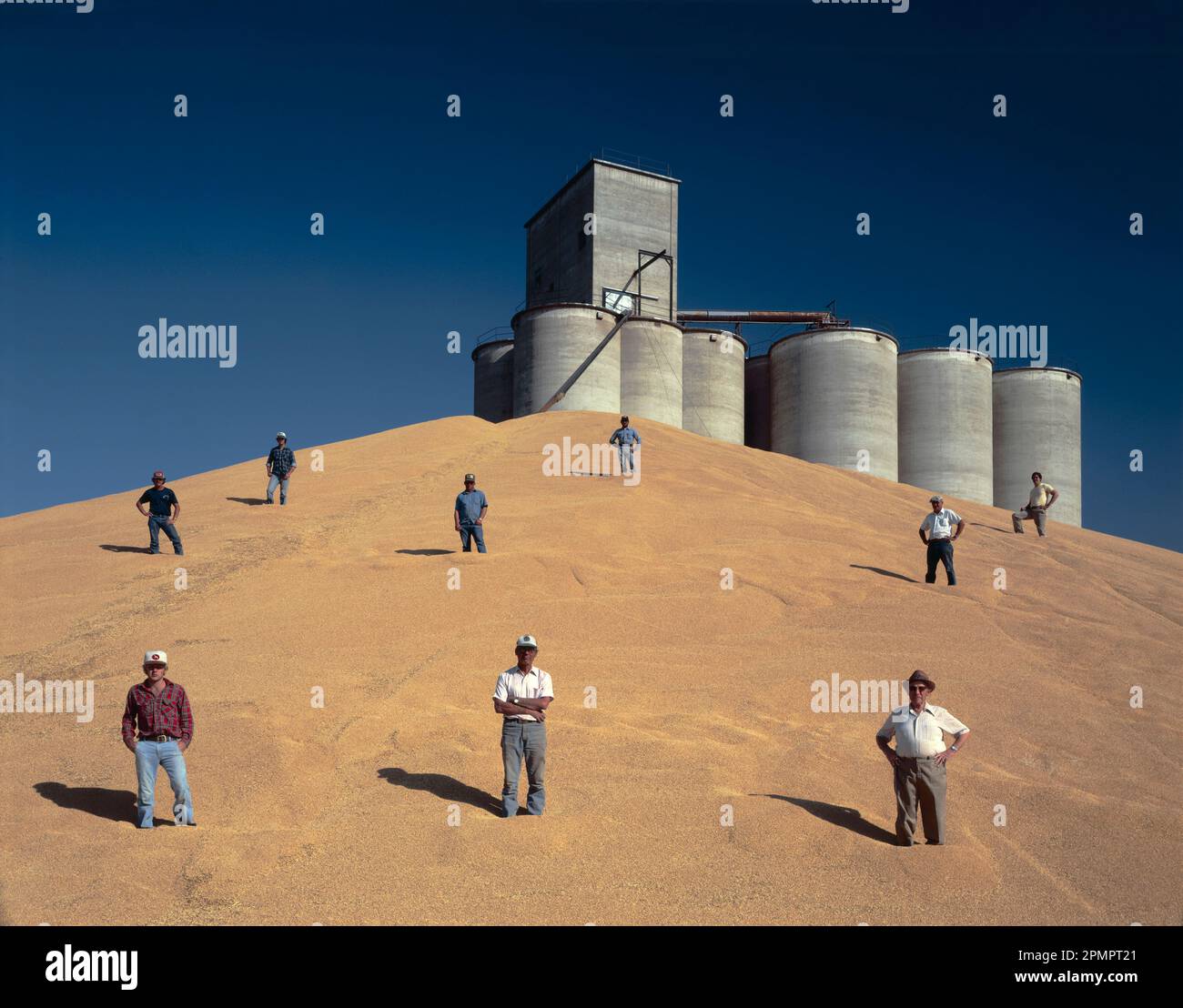 Los agricultores están de pie en una excelente cosecha de trigo cerca de silos de almacenamiento. Foto de stock