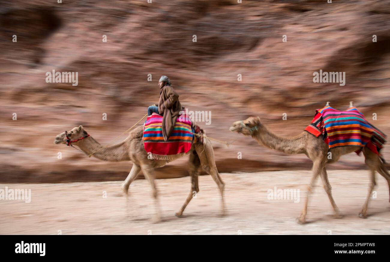 Un hombre montado en un camello por Petra. Foto de stock
