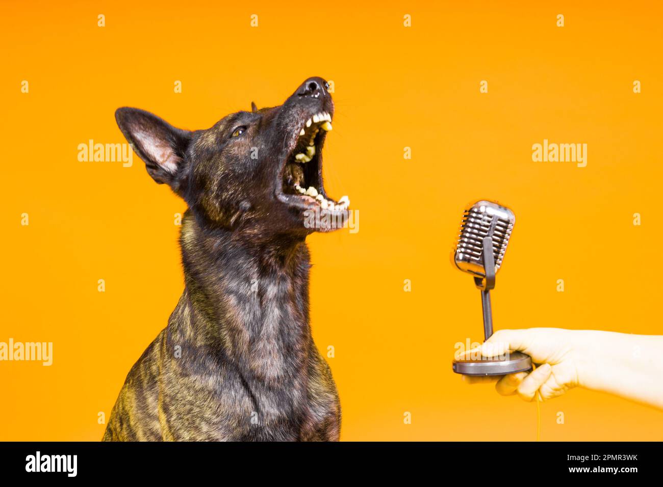 Perro cantante lindo pastor holandés en un fondo amarillo rojo de estudio  Fotografía de stock - Alamy