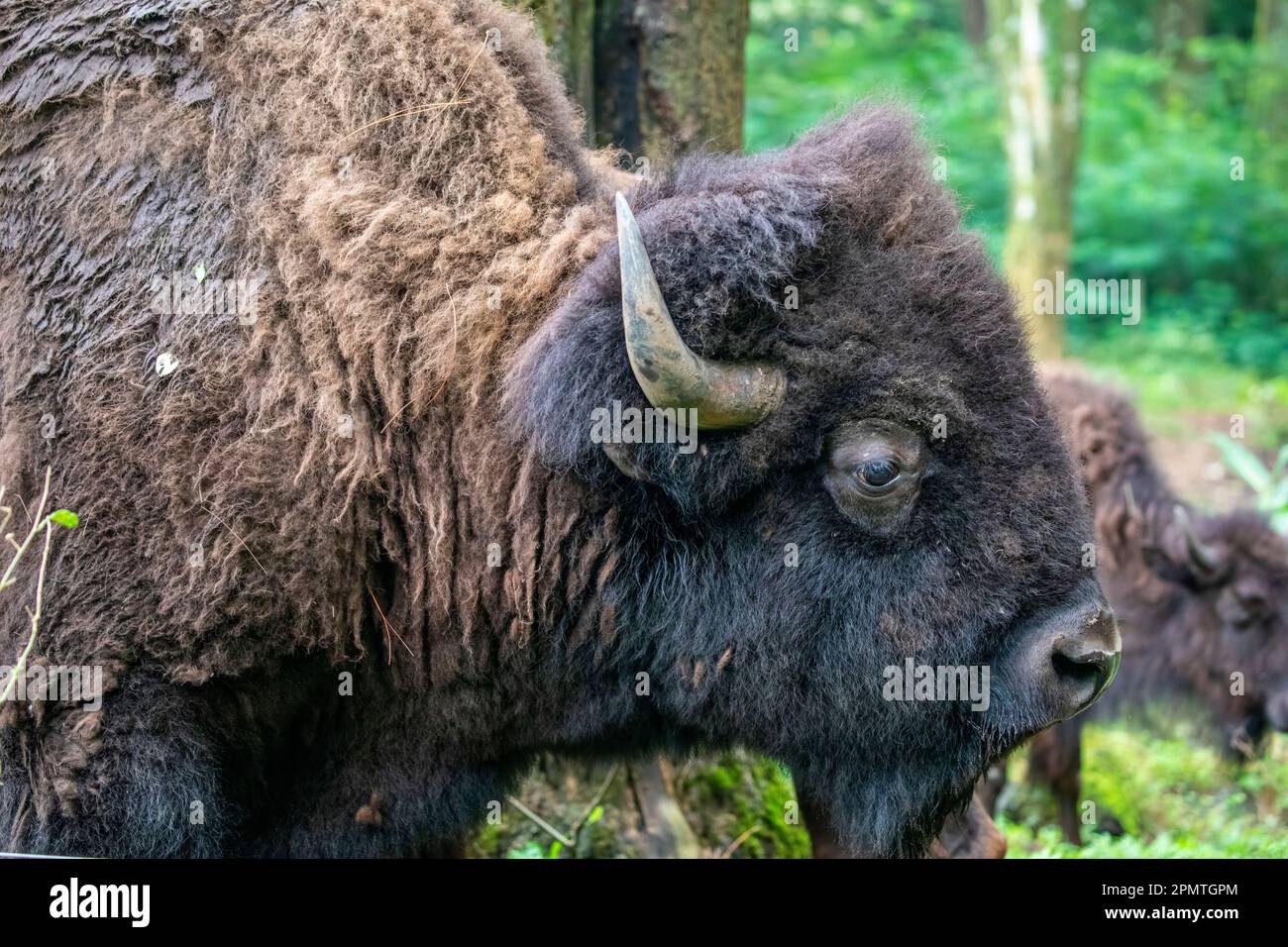 Ortografía Específico Isla de Alcatraz La imagen de primer plano del bisonte americano (bisonte bisonte bisonte).  Un bisonte tiene un abrigo de invierno largo, marrón oscuro y un abrigo de  verano más ligero y marrón claro Fotografía