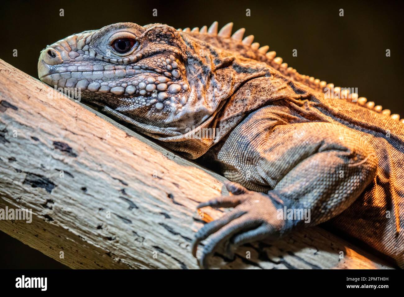 La iguana de roca cubana (Cyclura nubila) es uno de los grupos de lagartos más amenazados. Una especie herbívora con una cola gruesa y papadas con pinchos. Foto de stock