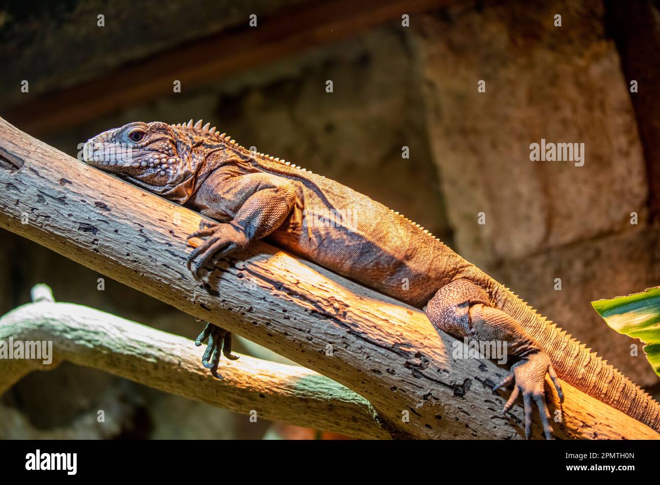 La iguana de roca cubana (Cyclura nubila) es uno de los grupos de lagartos más amenazados. Una especie herbívora con una cola gruesa y papadas con pinchos. Foto de stock