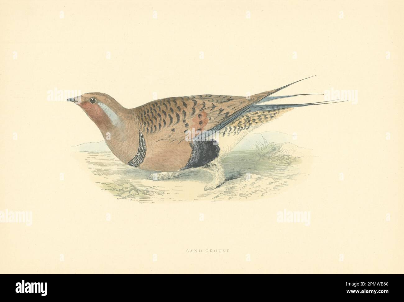 Arena Grouse. Las aves británicas de Morris. Impresión de color antiguo 1903 años Foto de stock
