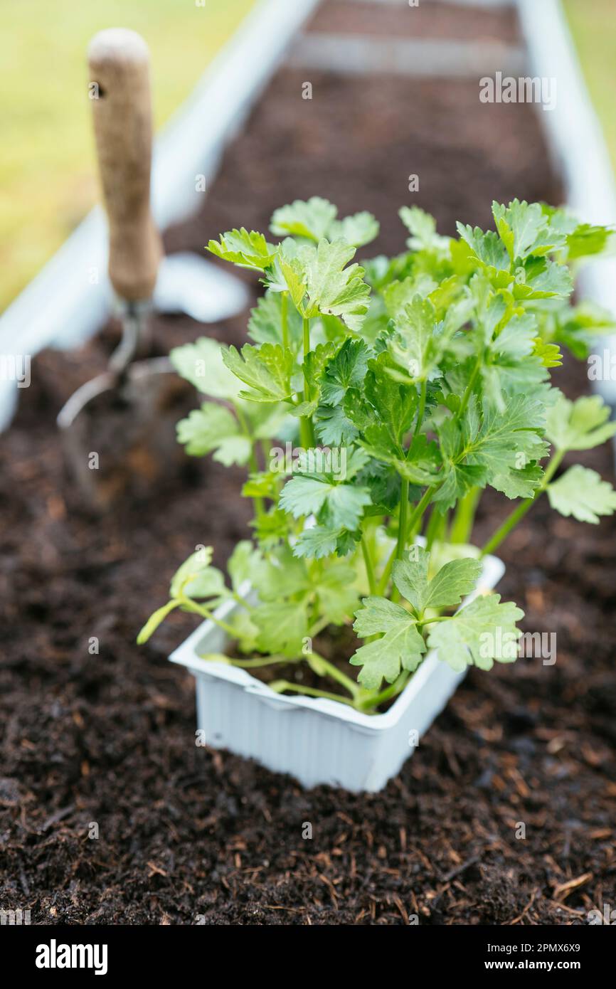 Tienda compró plántulas de apio listas para ser plantadas en una cama elevada. Foto de stock