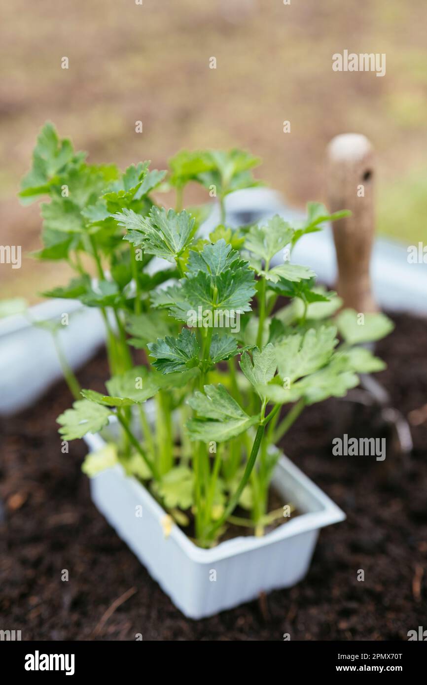 Tienda compró plántulas de apio listas para ser plantadas en una cama elevada. Foto de stock