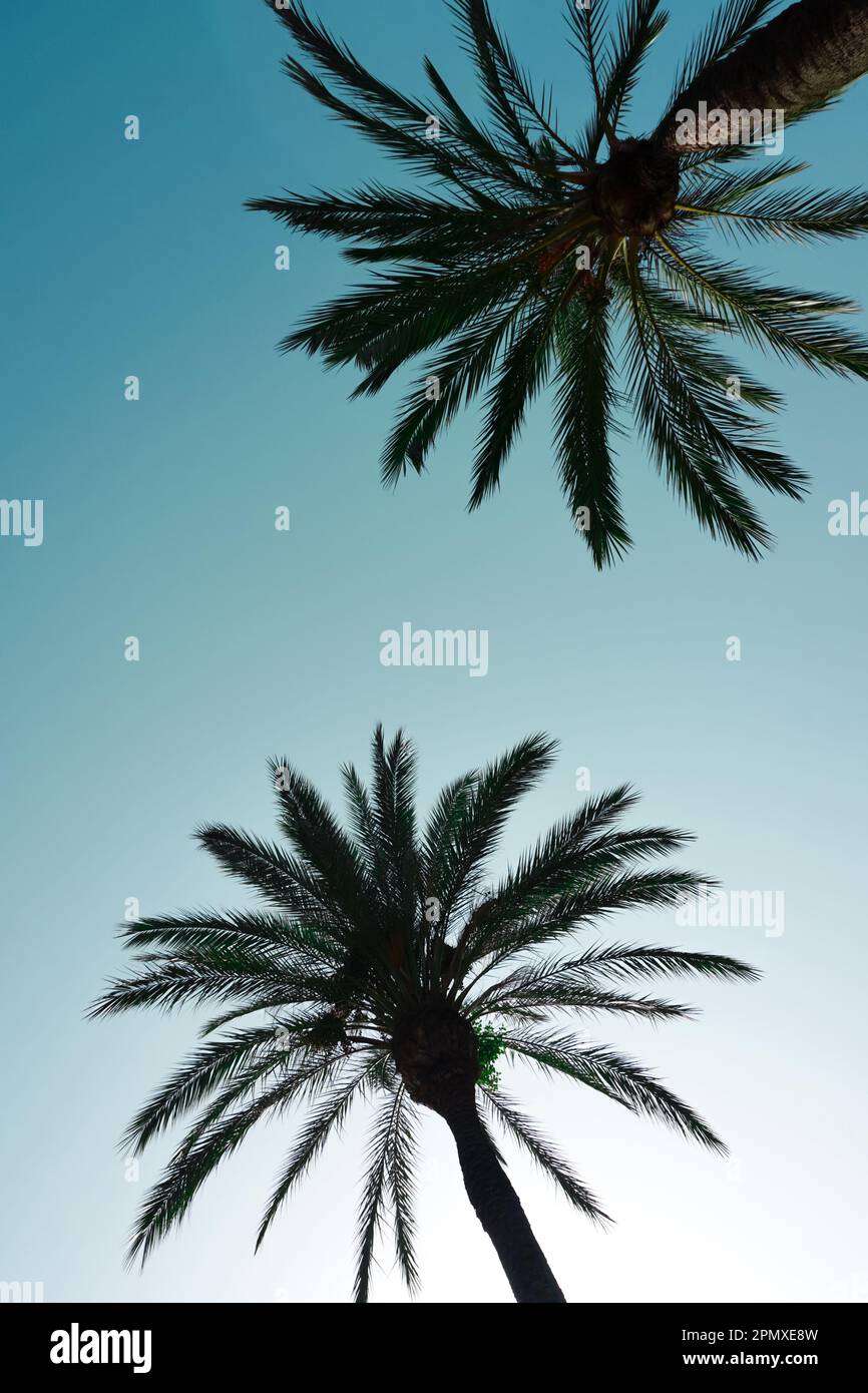 palmeras con fondo de cielo azul, clima tropical Foto de stock