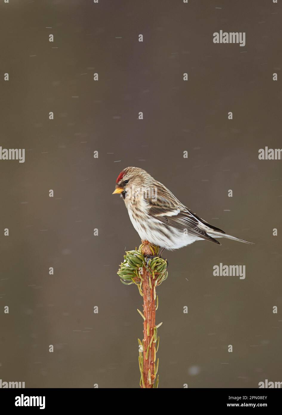 Hembra adulta de Redpoll ártico (Carduelis hornemanni), primer plumaje de invierno, sentado en la parte superior del árbol de coníferas en nevadas ligeras, Finlandia Foto de stock