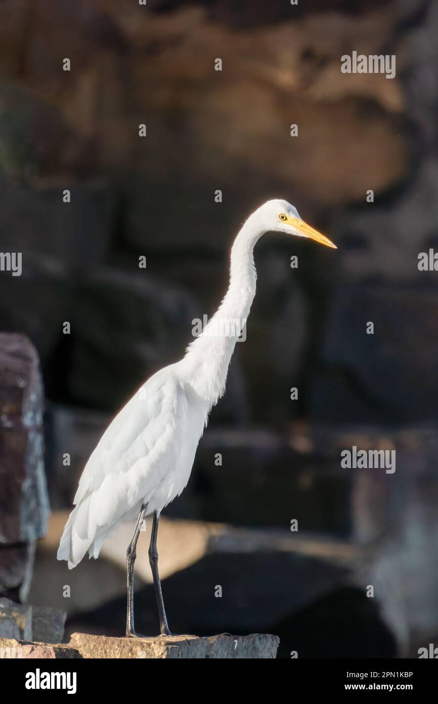 Primer plano de una gran garza de pie durante la primavera en el día soleado Foto de stock