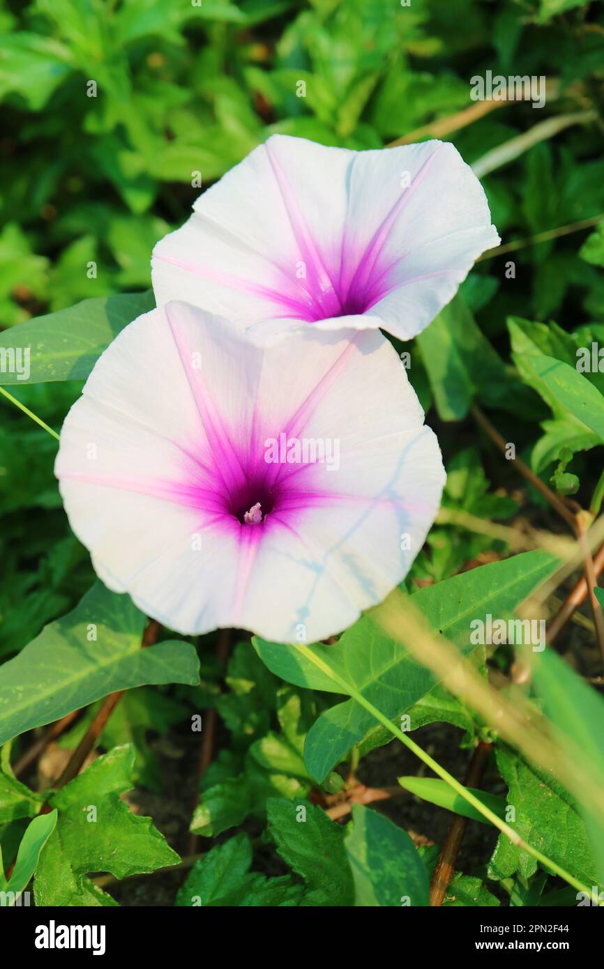 Primer plano de un par de blanco puro con flores de gloria de la mañana púrpura y rosa en el campo del sol Foto de stock