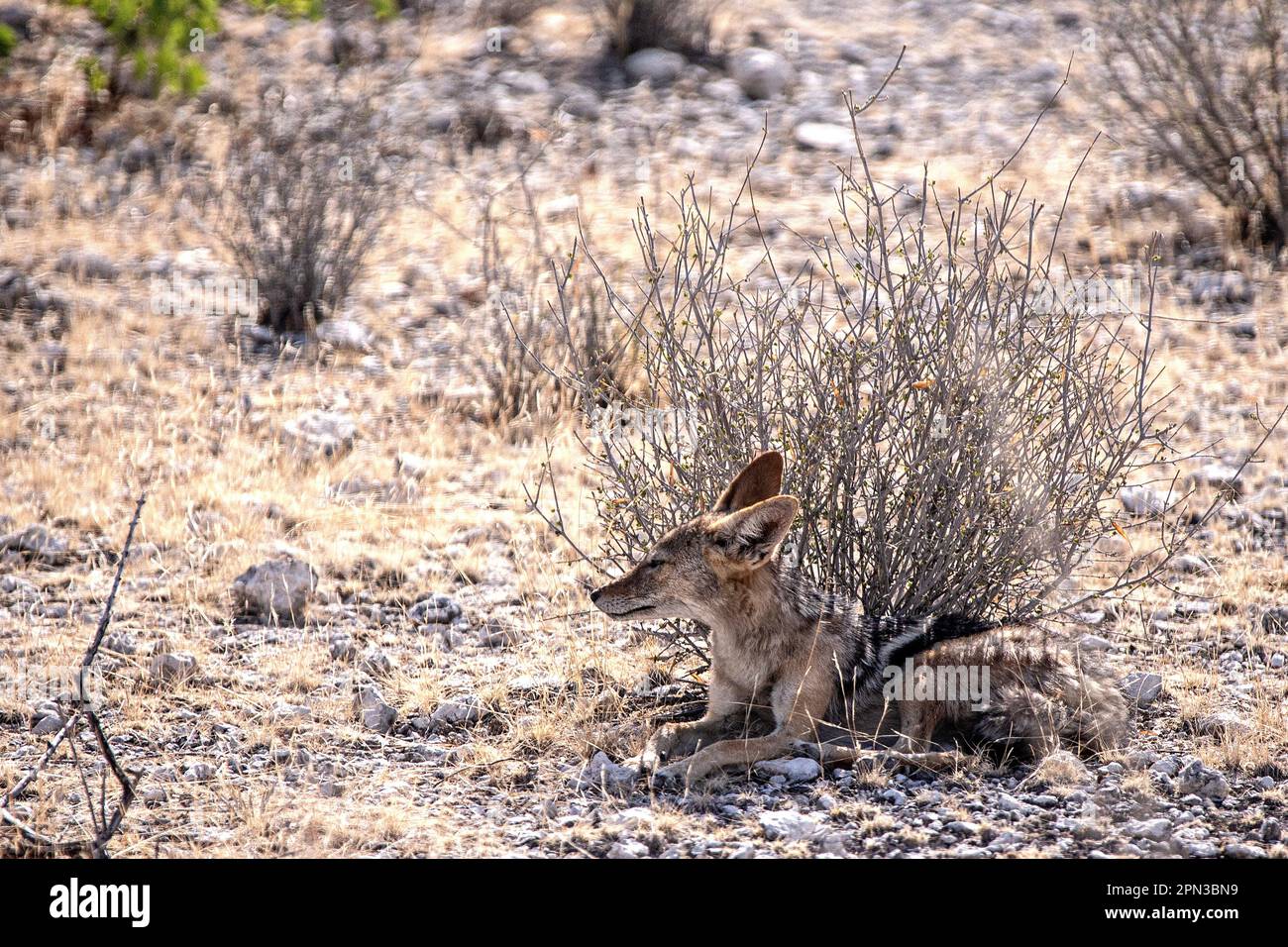 Un Jackal a rayas laterales encuentra una sombra mínima de un arbusto muy pequeño en el calor seco del sol de Namibia. Foto de stock