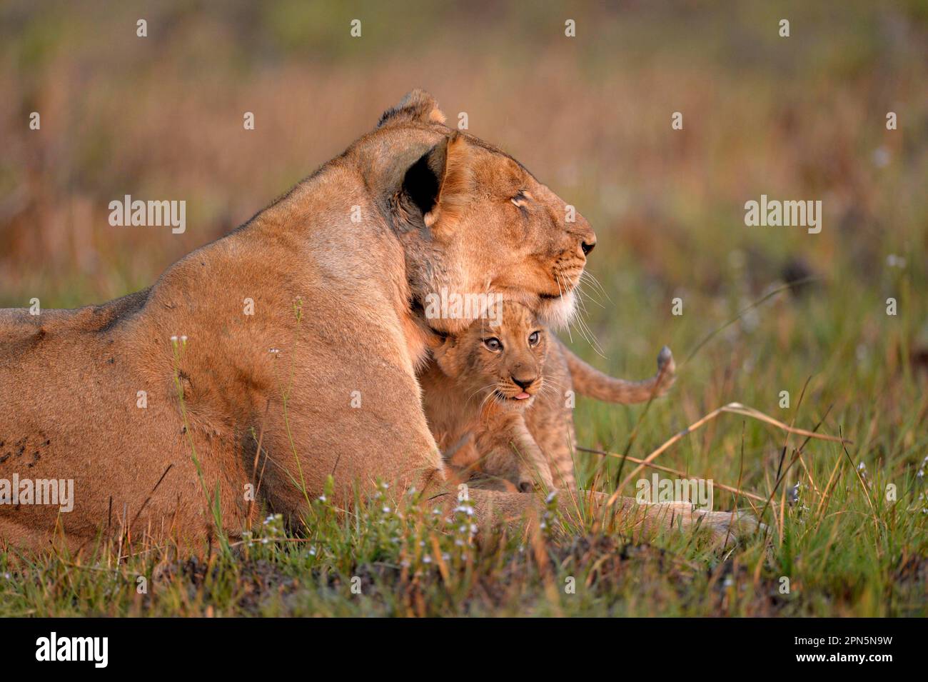 León de Angola, leones de Angola, león de Angola, depredadores, mamíferos,  Animales, León del Sudoeste Africano (Panthera leo bleyenberghi) hembra  adulta con joven c Fotografía de stock - Alamy