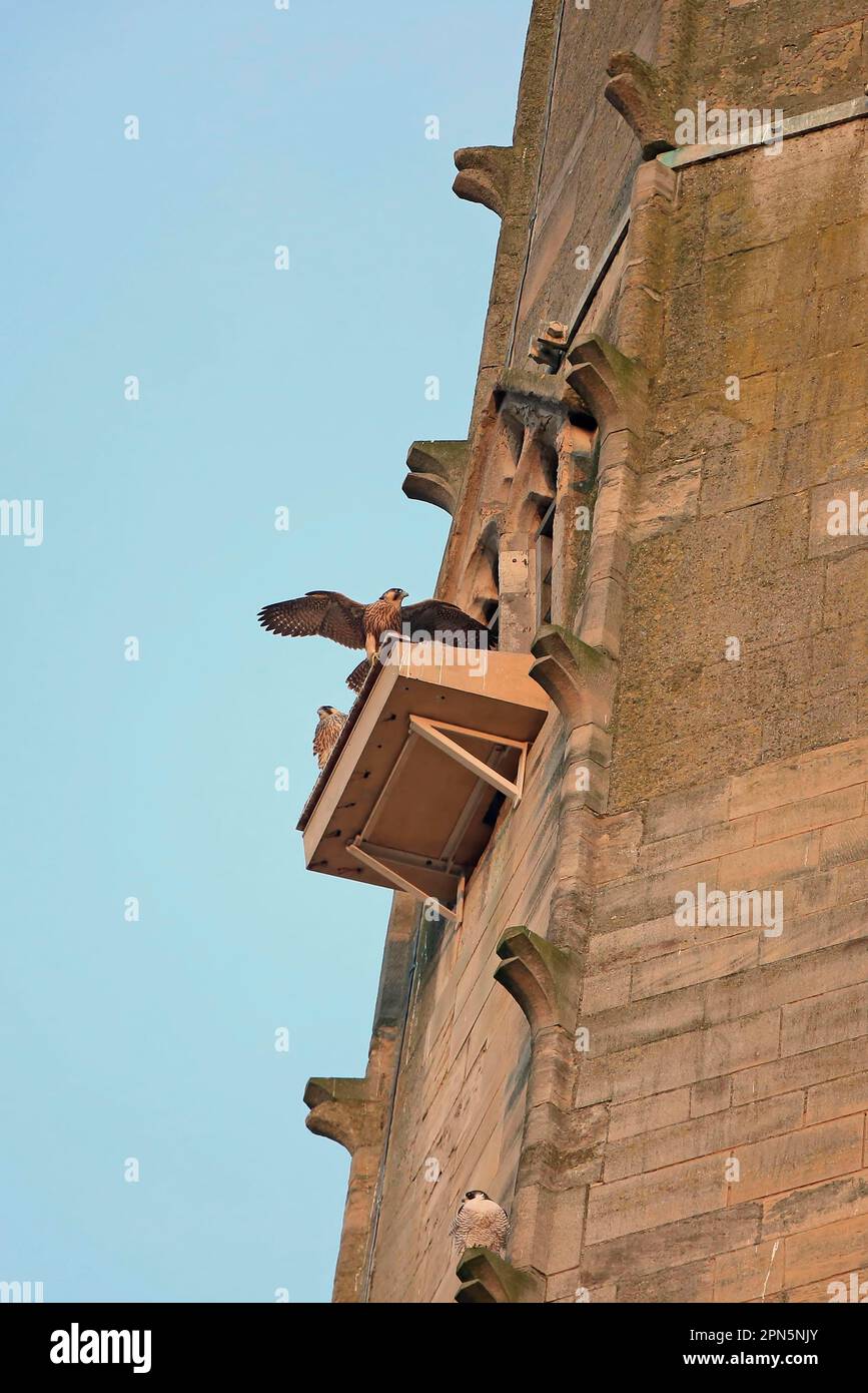 Halcón peregrino (Falco peregrinus), adultos y juveniles, en la plataforma de anidación en el sitio de anidación de la catedral, Catedral de Norwich, Norwich Foto de stock