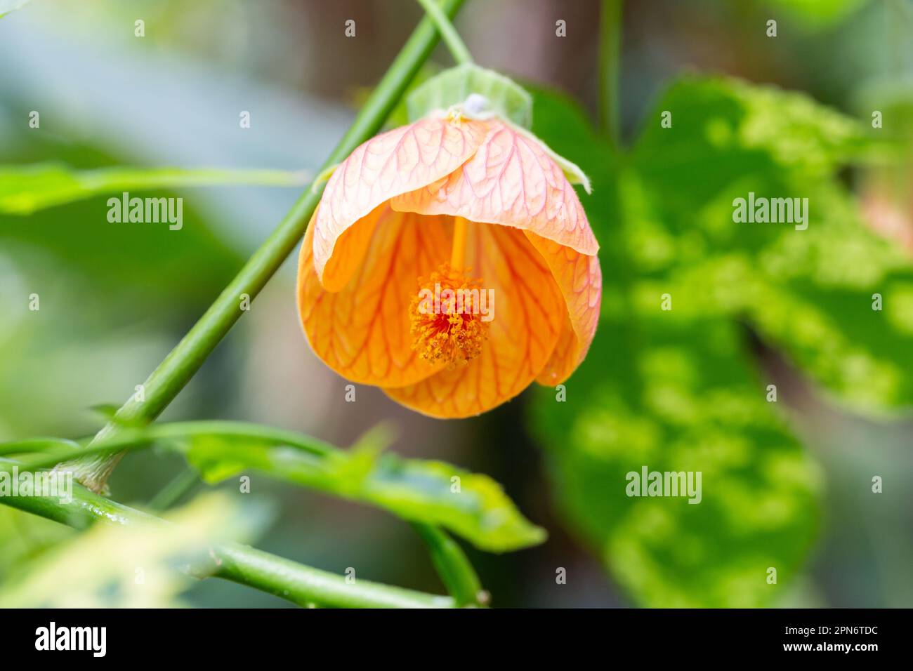 Los nombres comunes incluyen abutilon de vena roja, malva india de vena roja, arce floreciente de vena roja, farol chino y farol chino de vena roja Foto de stock