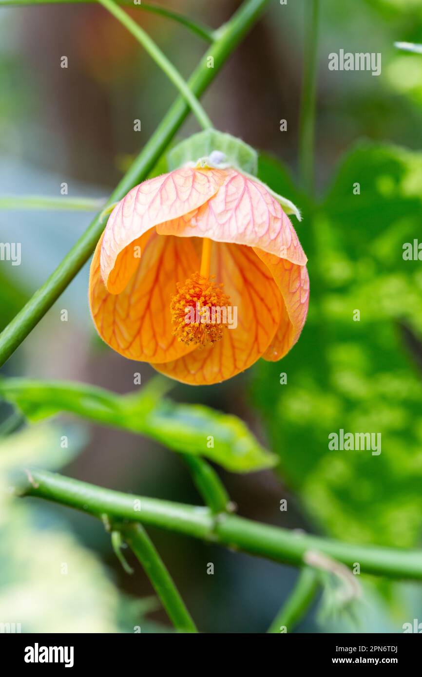 Los nombres comunes incluyen abutilon de vena roja, malva india de vena roja, arce floreciente de vena roja, farol chino y farol chino de vena roja Foto de stock