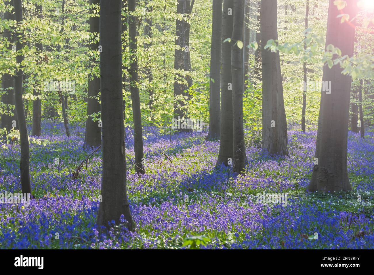 Arándanos (Endymion nonscriptus) en flor en bosque de haya en niebla de la mañana temprano en primavera, Hallerbos / Bois de Hal / Bosque Halle, Bélgica. Digital Foto de stock