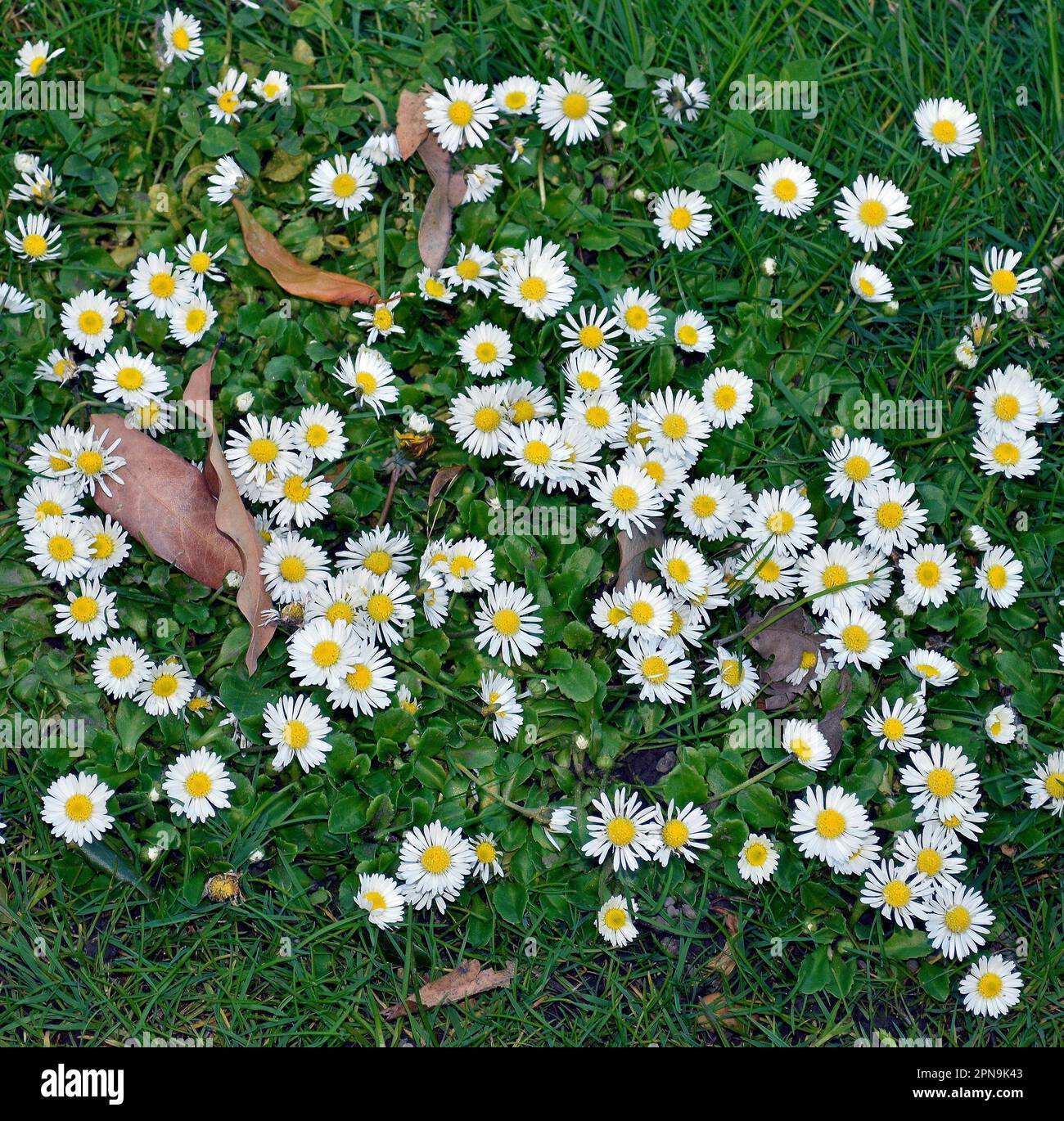 Flores blancas en una hierba, césped en Cann Park en Union City, California Foto de stock