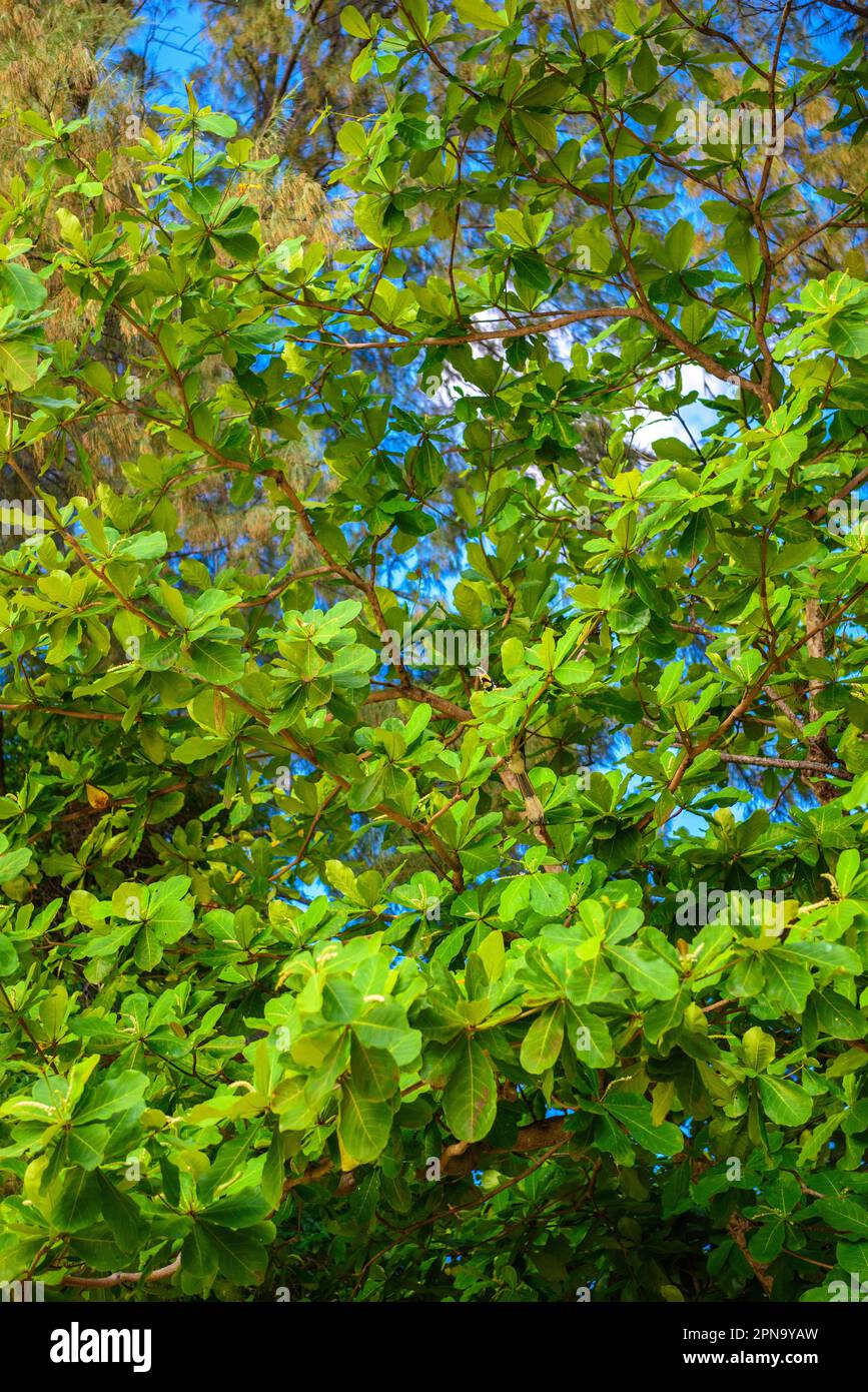 Hojas verdes frescas de las ramas del árbol de naupaka de la playa en la bahía de Tonsai, playa de Railay, Ao Nang, Krabi, Tailandia. Foto de stock