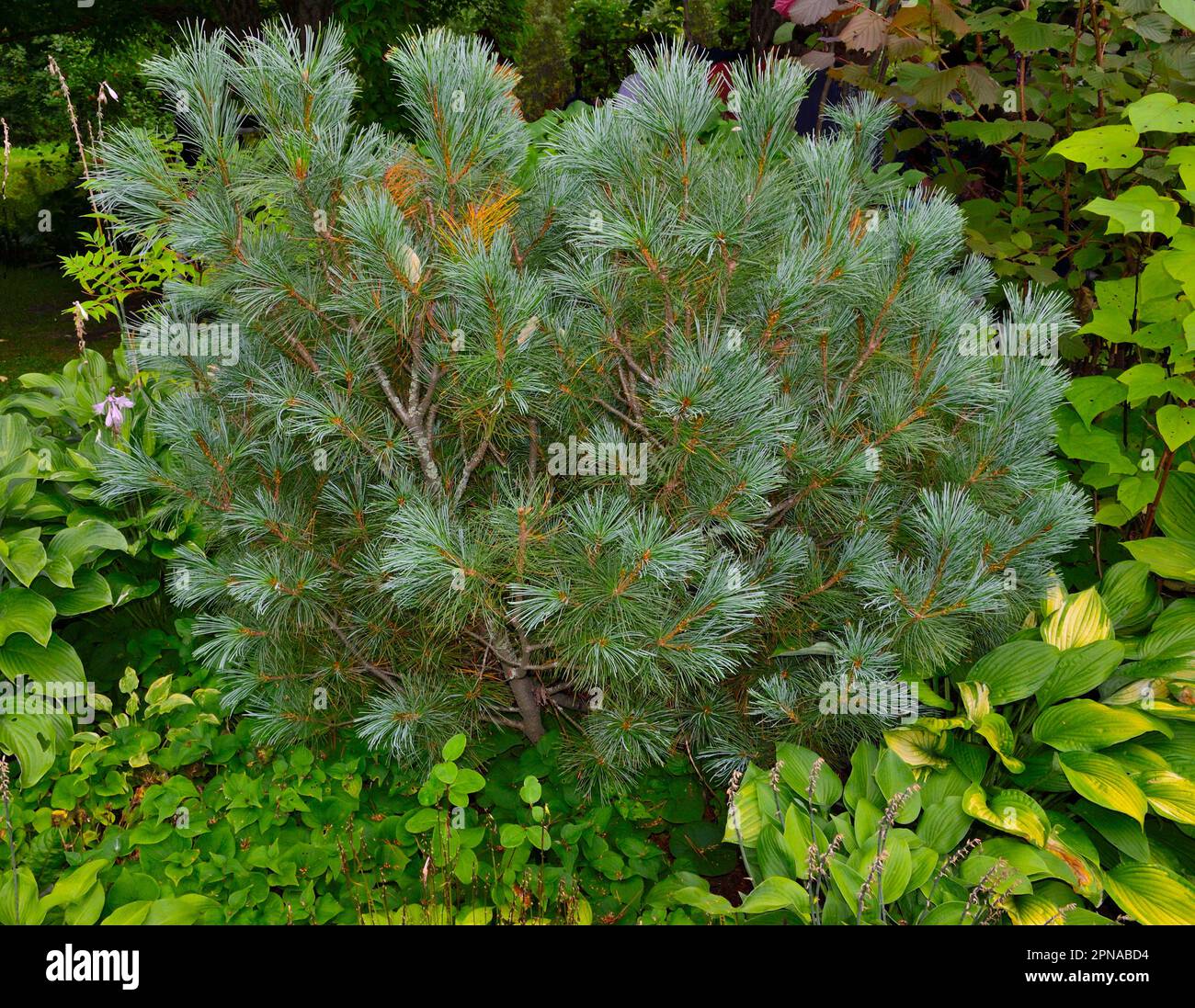 Pino enano o Pinus pumila en jardín - planta de coníferas rastreras decorativas para el diseño del paisaje del jardín. Conífera enana perenne ornamental para pa Foto de stock