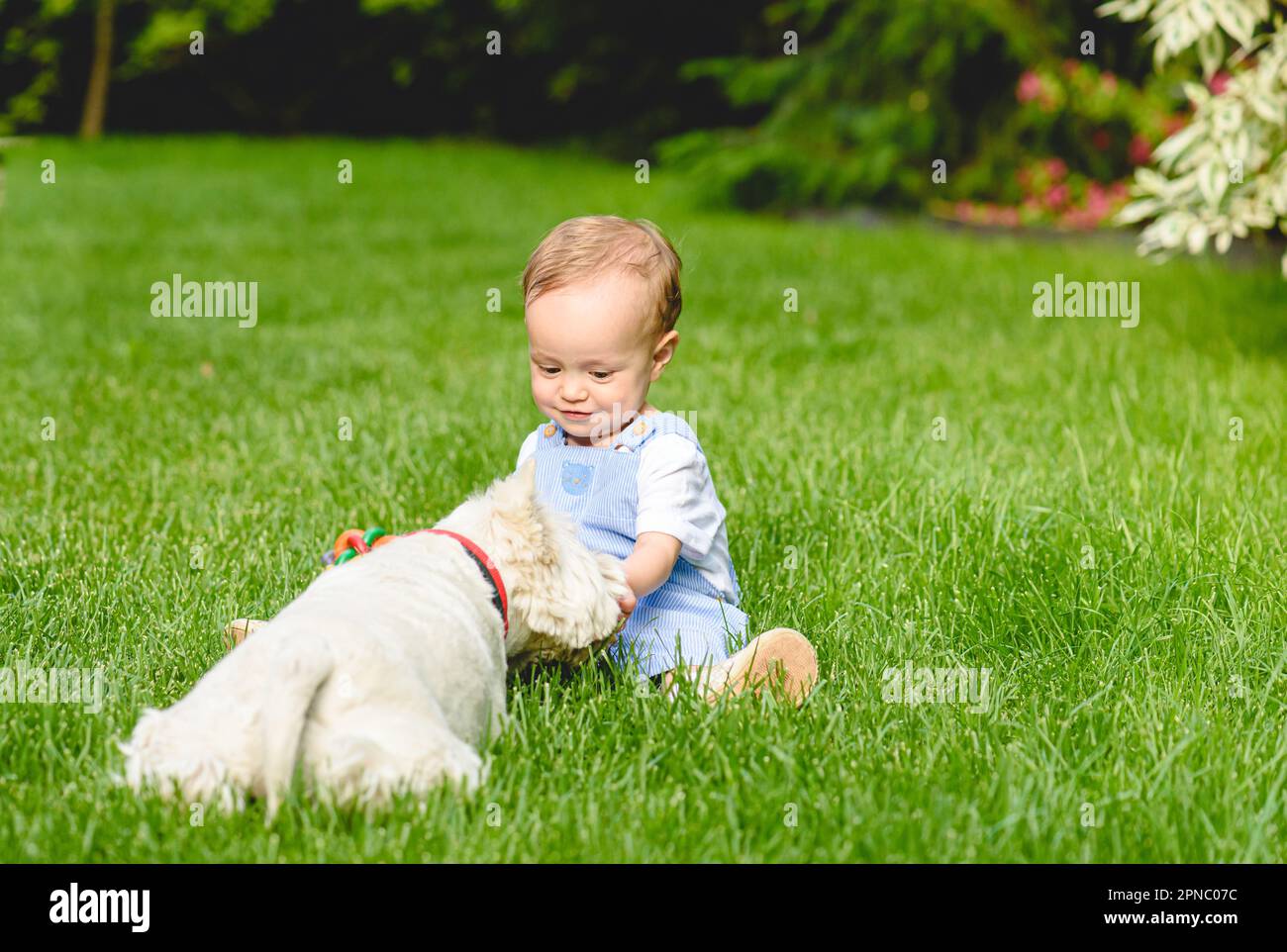 Pequeña niña da trato a su perro cachorro. El amor y la amistad entre el niño y el concepto de mascota Foto de stock