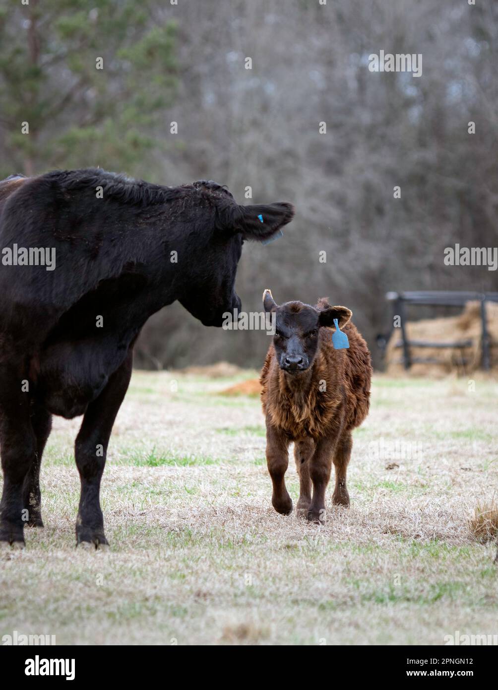 La vaca madre Angus mira hacia atrás a su ternero mientras se está poniendo al día con ella - espacio negativo arriba. Foto de stock