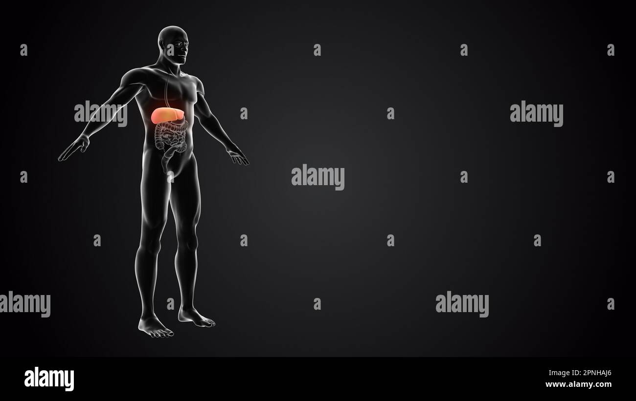 Cuerpo humano con hígado Foto de stock