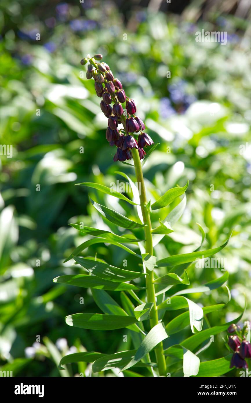 Flores negras de la primavera de Fritillary Fritillaria persica en el jardín del Reino Unido abril Foto de stock