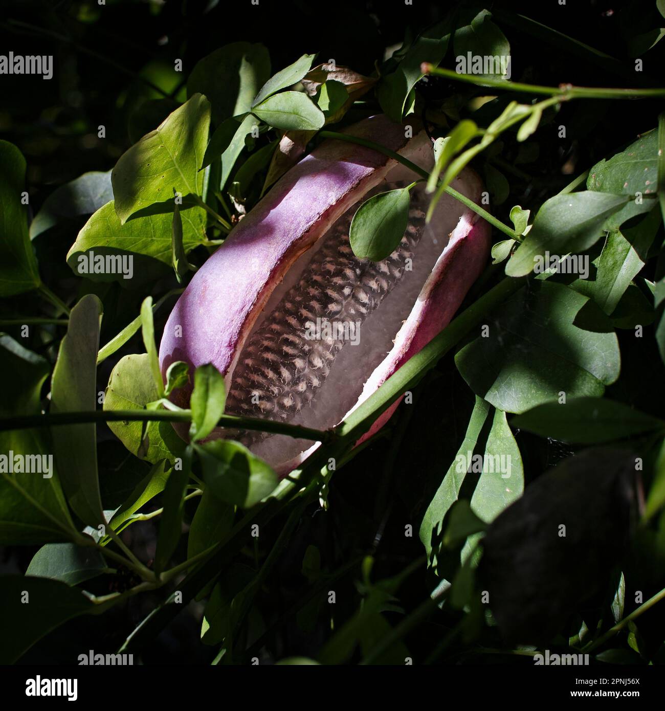 El fruto de Akebia Quinata, un escalador de rápido crecimiento que lleva flores de color marrón oscuro con aroma a chocolate en verano, contra un atractivo follaje verde claro. Foto de stock