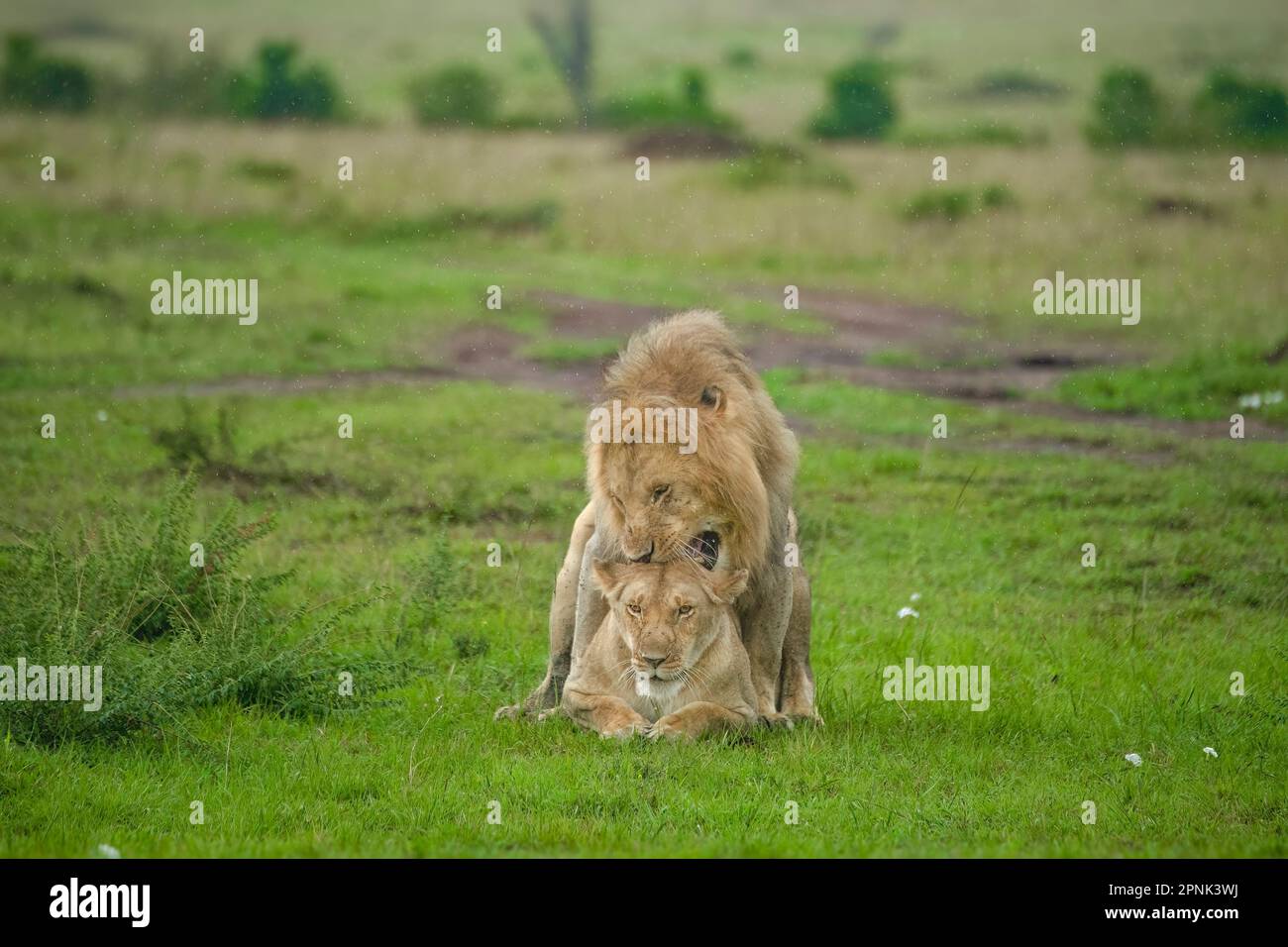 Dos leones apareándose bajo la lluvia en la Reserva Nacional Masai Mara  Fotografía de stock - Alamy