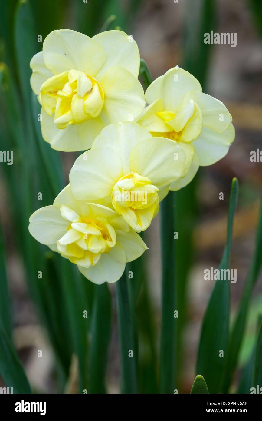 Amarillo, Color limón, Daffodil, Narciso 'Yellow Cheerfulness' Foto de stock