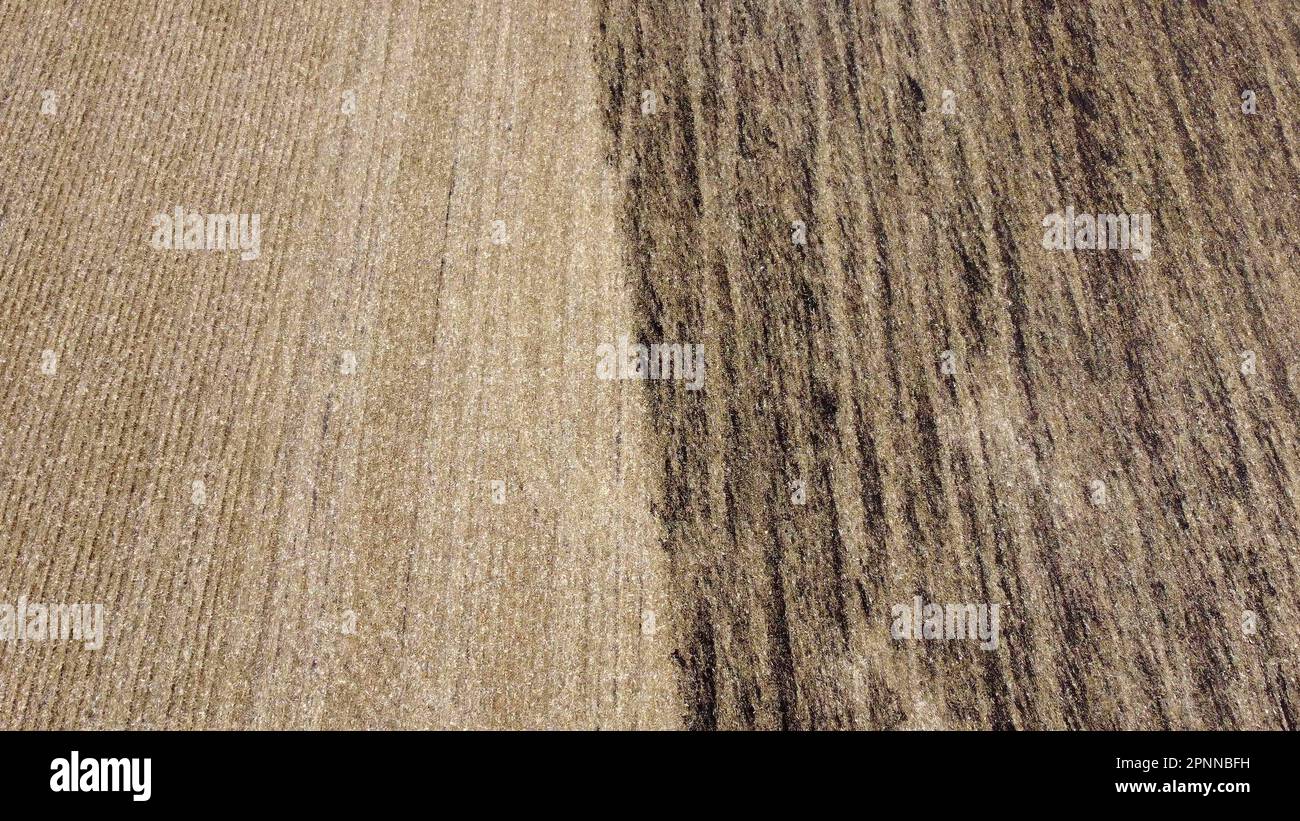La mitad del campo después de la cosecha de trigo, la mitad del campo