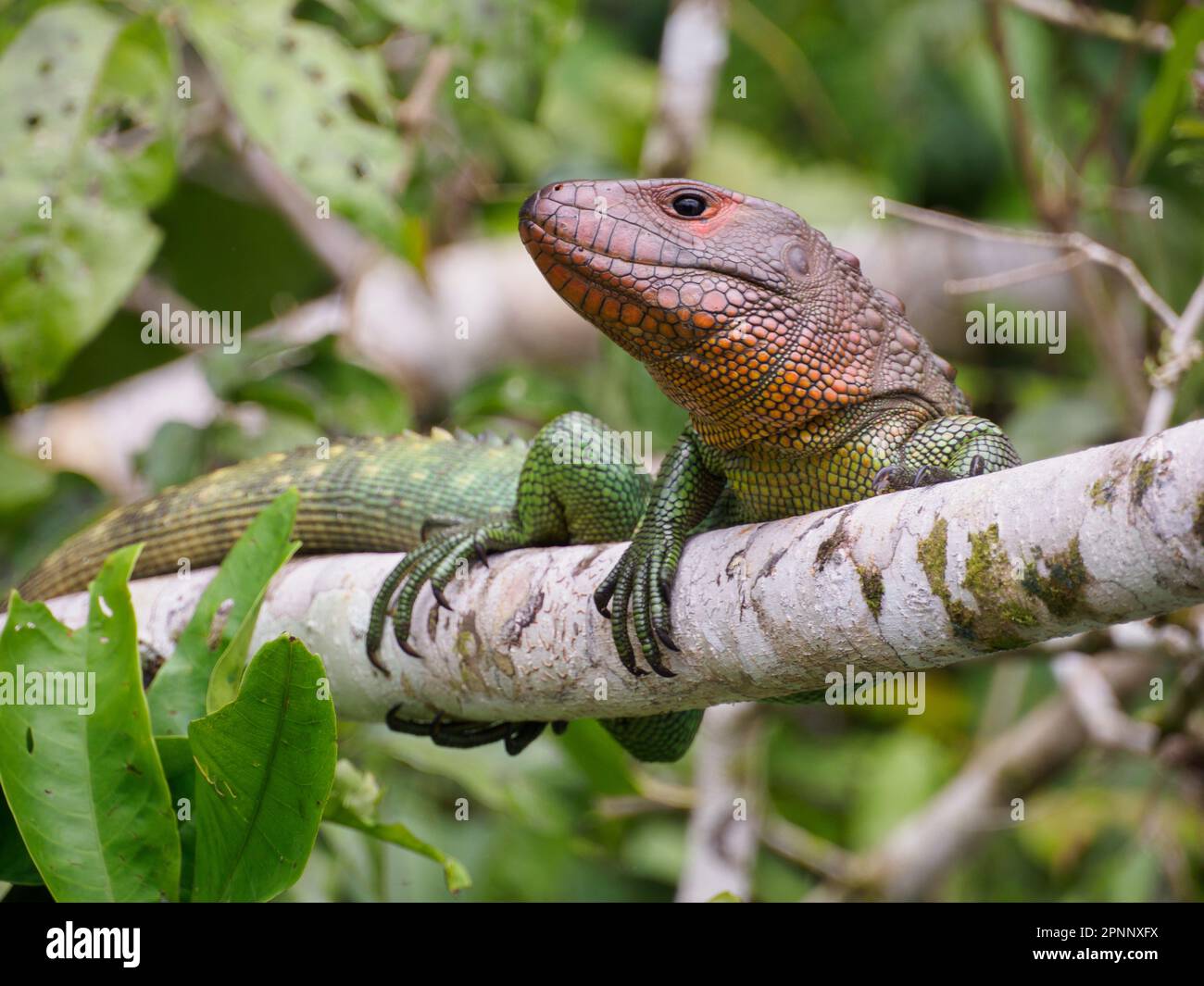 El género Dracaena también llamado lagartos caimanes o tegus de agua está sentado en el árbol en la selva amazónica, Amazonia, Reserva Nacional Pacaya Samiria Foto de stock