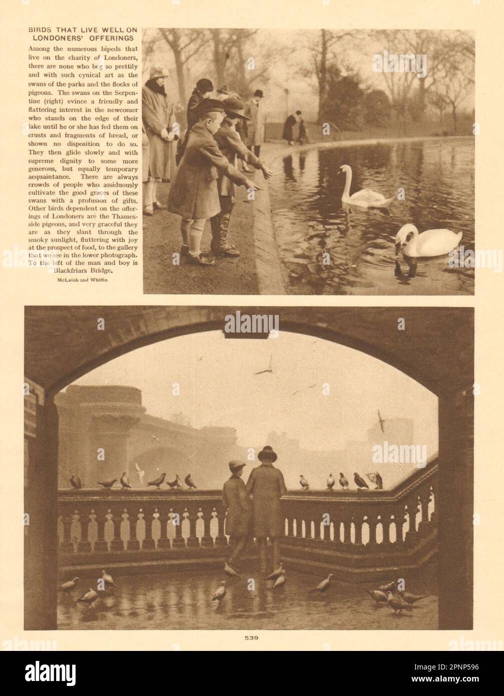 Niños alimentando cisnes, serpentina. Palomas cerca de Blackfriars Bridge 1926 impresión Foto de stock